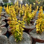 Dráč thunbergov (Berberis thunbergii) ´GOLDEN TOWER´ výška: 20-30 cm, kont. C2L